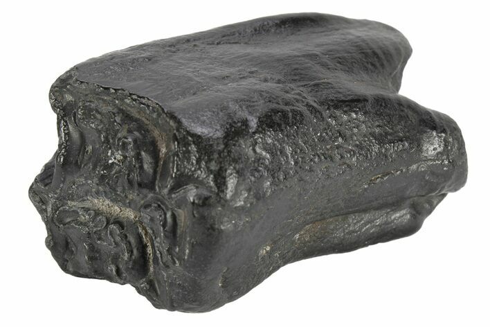 Pleistocene Aged Fossil Horse Tooth - South Carolina #247891